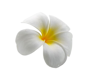 ดอกลีลาวดี 0